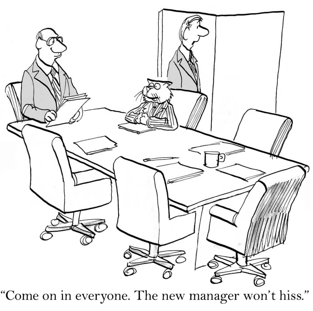 How to Succeed as a New Manager A cartoon with a manager as a cat who won't hiss in showing